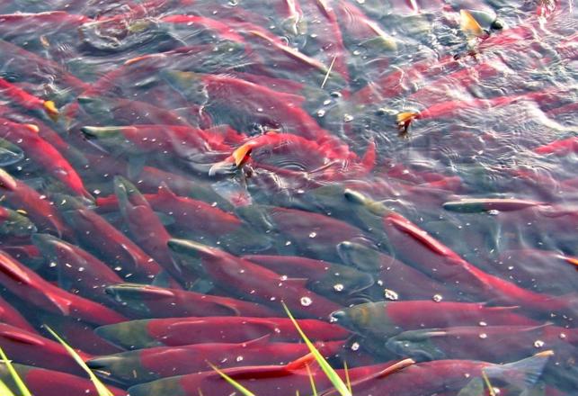 Spawning Fish are Making the Earth Move