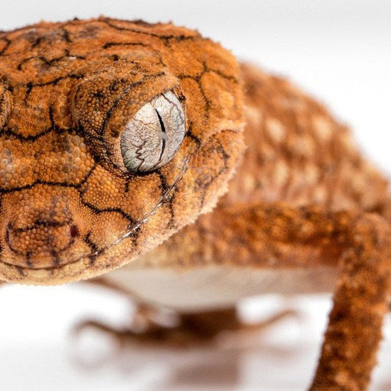 Killer Gecko, Strange Sand Dunes, 420 Space Mission and More Mysterious News Briefly — April 1, 2022