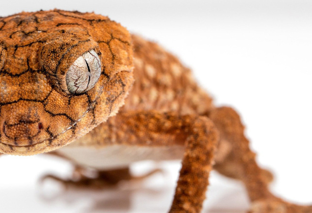 Killer Gecko, Strange Sand Dunes, 420 Space Mission and More Mysterious News Briefly — April 1, 2022