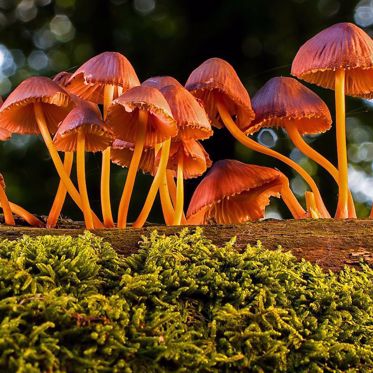 Researcher Claims Mushrooms Talk to Each Other with a 50-Word Language