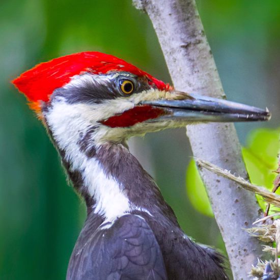 'Extinct' Ivory-Billed Woodpeckers Possibly Seen and Recorded in Louisiana
