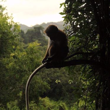Mystery Monkey Appears in Borneo and Researchers are Worried