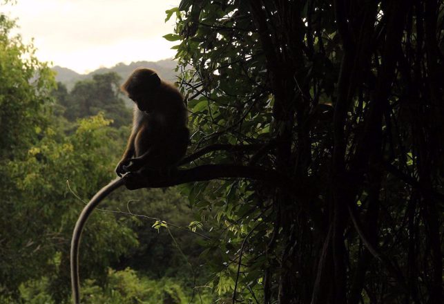Mystery Monkey Appears in Borneo and Researchers are Worried