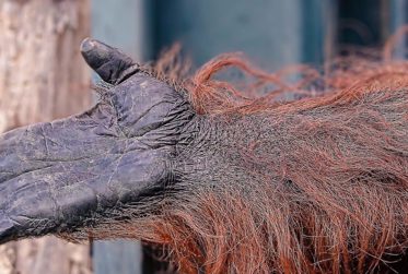 The Orang-pendek and Beyond: Mysterious Apes