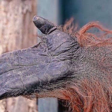The Orang-pendek and Beyond: Mysterious Apes