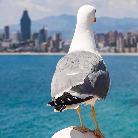 UFO Expert Says Seagulls and Flies May Be Alien Spies