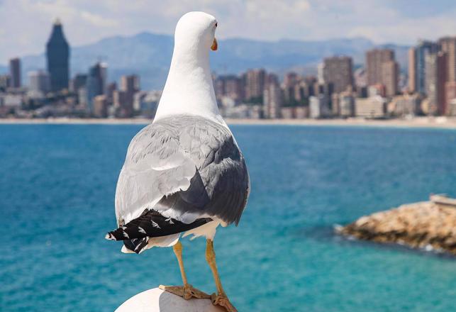 UFO Expert Says Seagulls and Flies May Be Alien Spies