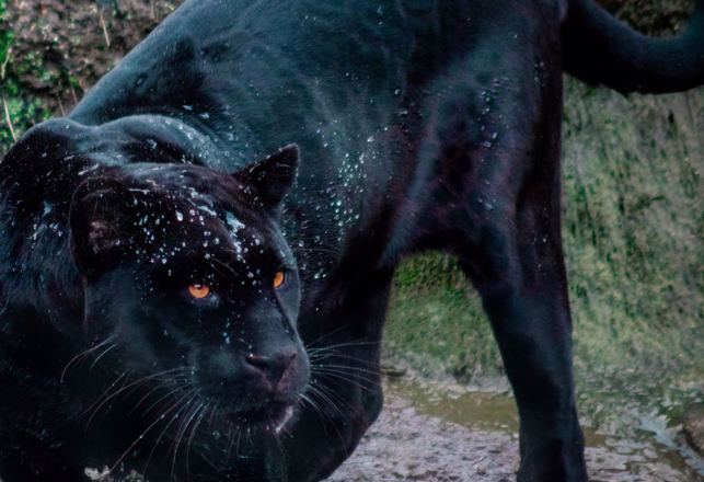 When the "Alien Big Cat" Phenomenon Becomes Supernatural