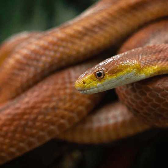 Forget the Alien Big Cats -- Brits Need to Watch Out for Alien Big Snakes