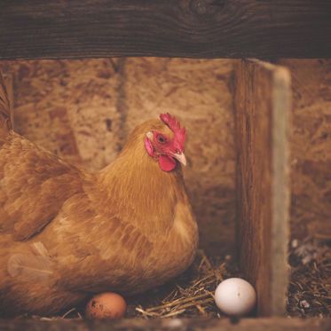 New Research May Finally Solve the "Chicken or Egg First" Paradox