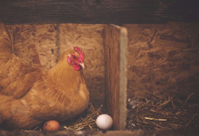 New Research May Finally Solve the "Chicken or Egg First" Paradox