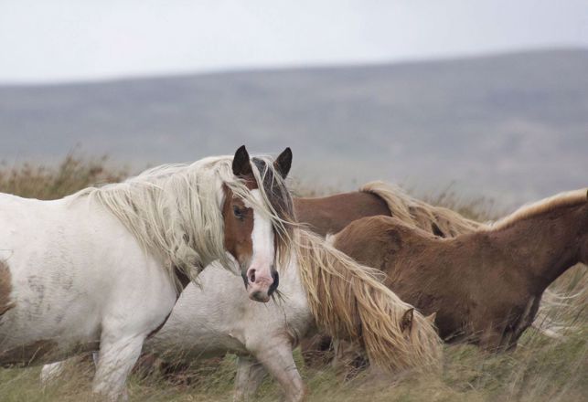 Animal Mutilations Across the Pond: It's Not Just a U.S. Phenomenon