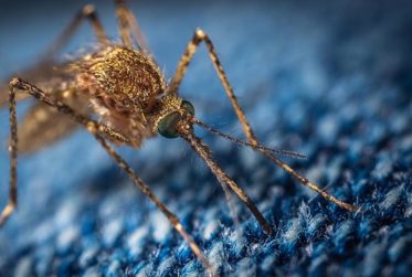 Sleep-Deprived Mosquitos, Dinosaur Belly Buttons, Ghosts for Politicians and More Mysterious News Briefly