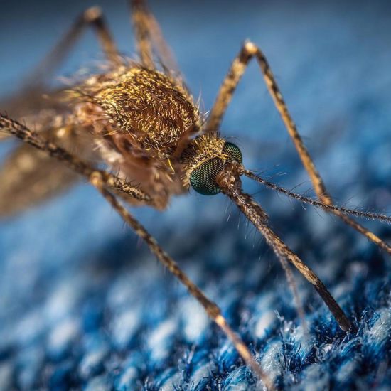 Sleep-Deprived Mosquitos, Dinosaur Belly Buttons, Ghosts for Politicians and More Mysterious News Briefly