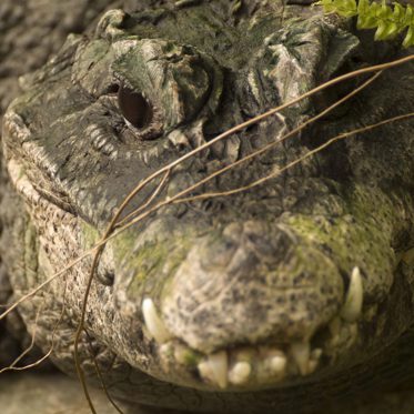 Giant Dwarf Crocodiles -- The Oxymoronic Hunters of Ancient Humans 