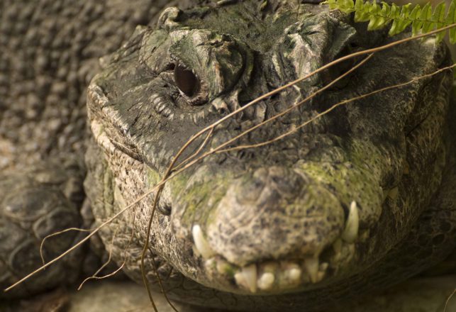 Giant Dwarf Crocodiles -- The Oxymoronic Hunters of Ancient Humans 