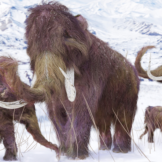 A 30,000-Year-Old Completely Preserved Baby Woolly Mammoth Found in Yukon Territory