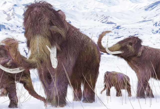 A 30,000-Year-Old Completely Preserved Baby Woolly Mammoth Found in Yukon Territory