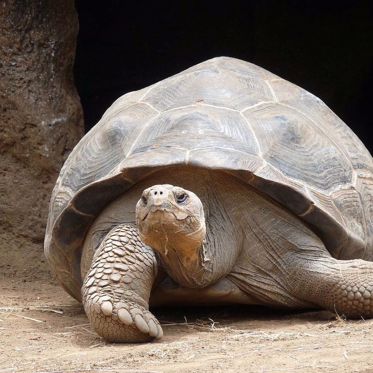 The Unique Superpowers of Dyslexics and Turtles