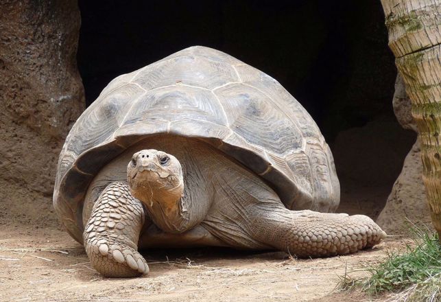 The Unique Superpowers of Dyslexics and Turtles