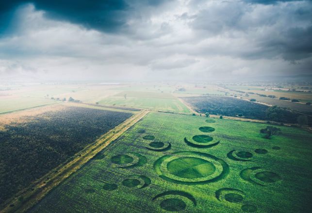 Evolving Crop Circle, Time Traveler Warnings, UFOs Blink Morse Code, Zombie Trees and More Mysterious News Briefly