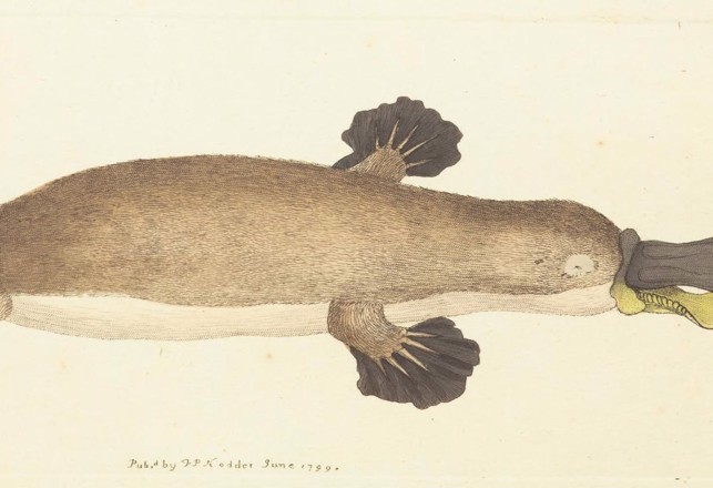 The Time the Platypus was Considered to be an Absurd Legend