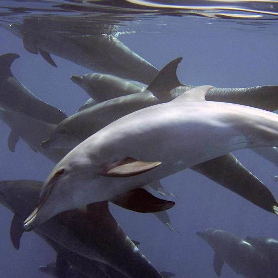 Male Dolphins Use 'Wingmen' and Multi-Level Alliances to Help Locate Suitable Mates