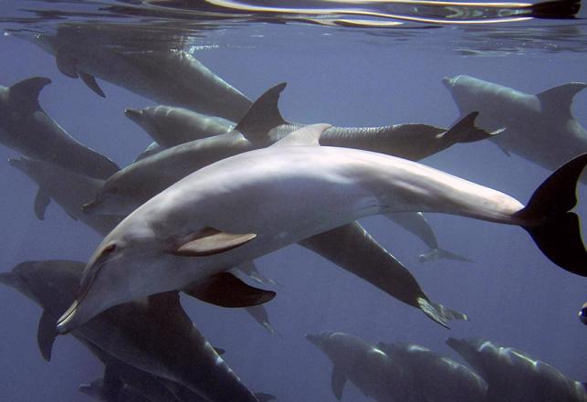Male Dolphins Use 'Wingmen' and Multi-Level Alliances to Help Locate Suitable Mates