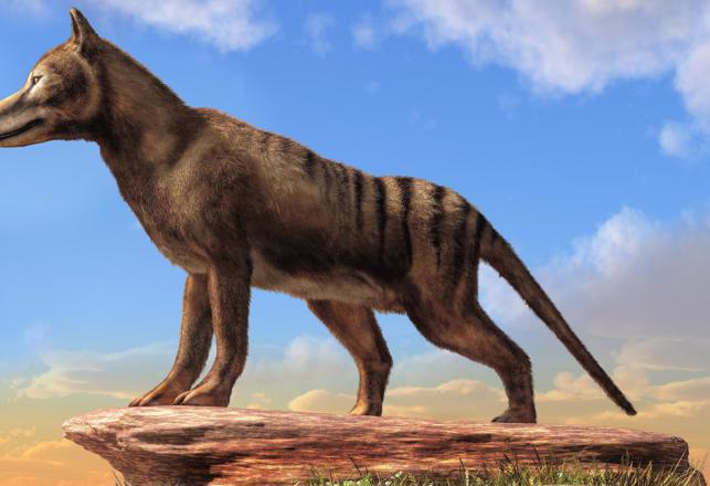 Group Vows to De-Extinct Tasmanian Tiger in 10 Years – Unless a Live One Shows Up First