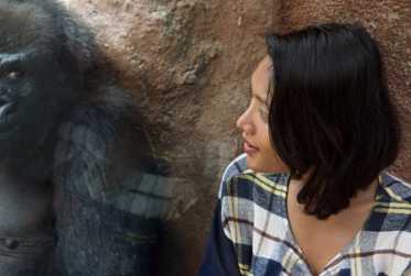 Gorillas Develop Their Own Language to Talk to Zookeepers -- Planet of the Apes Coming Soon? 