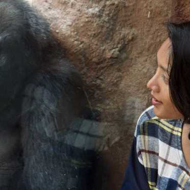 Gorillas Develop Their Own Language to Talk to Zookeepers -- Planet of the Apes Coming Soon? 