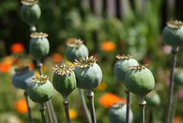 New Discovery Puts Earliest Use of Opium in Israel in Pre-Biblical Times 