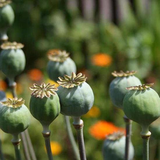 New Discovery Puts Earliest Use of Opium in Israel in Pre-Biblical Times 