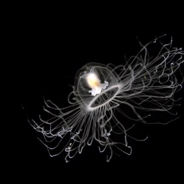 The Secret to Living Forever May Be in the Immortal Jellyfish's DNA