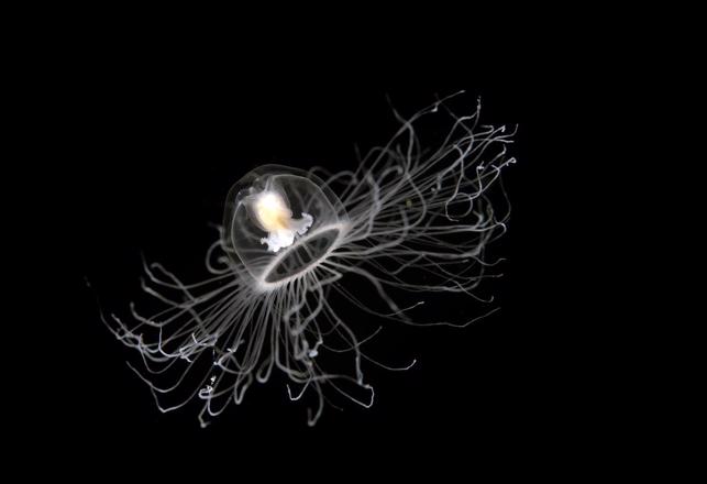 The Secret to Living Forever May Be in the Immortal Jellyfish's DNA