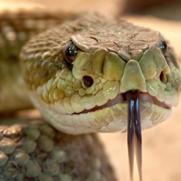 When Snakes Were Beyond Huge: Real Monsters on the Rampage