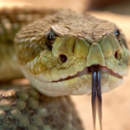 When Snakes Were Beyond Huge: Real Monsters on the Rampage