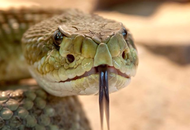 When Snakes Were Beyond Huge: Real Monsters on the Rampage