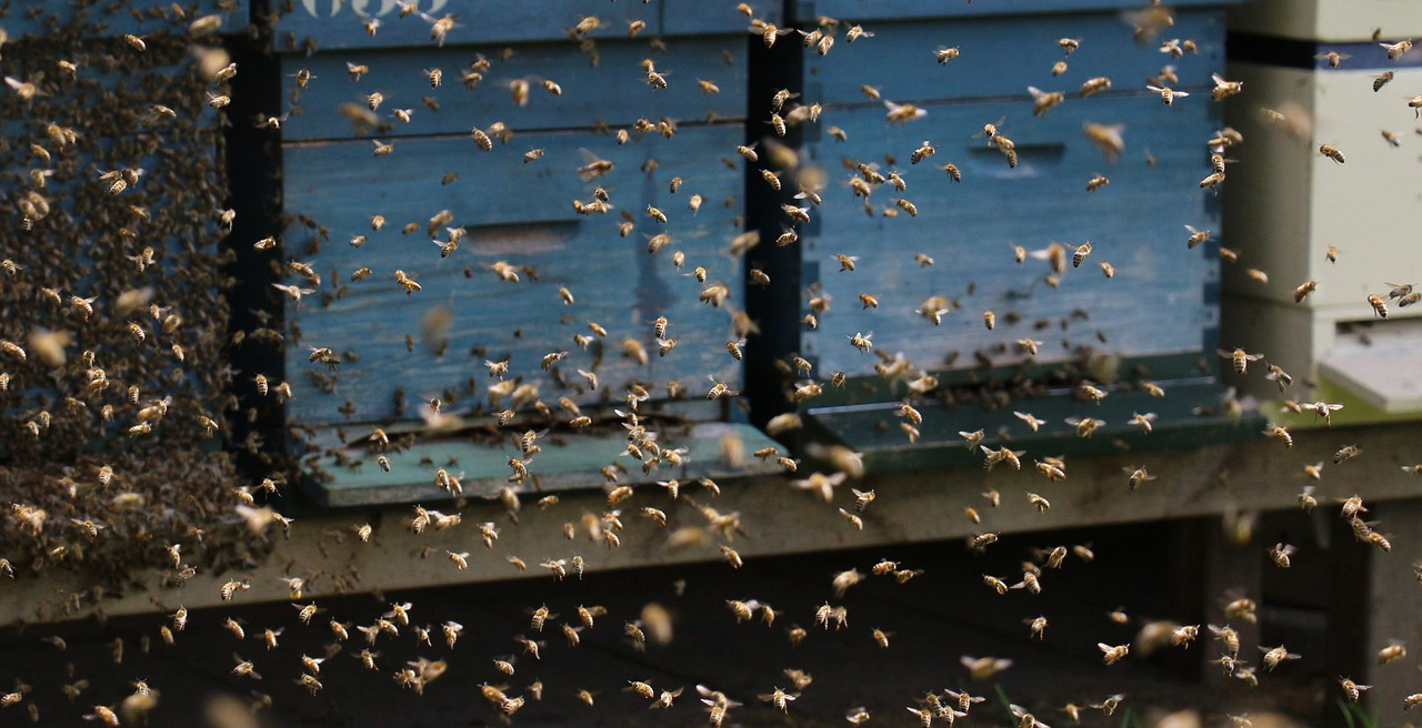 Исследования показали, что пчелы умеют считать, катать шарики и влиять на погоду