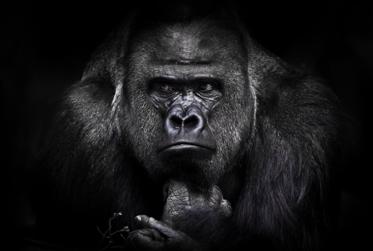 More on the Controversy Surrounding Unknown Apes: There Are More Than You Might Think