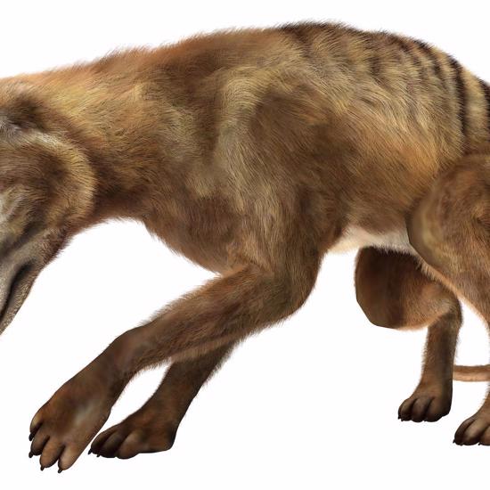 The Last Living Tasmanian Tiger's Missing Remains Have Been Found