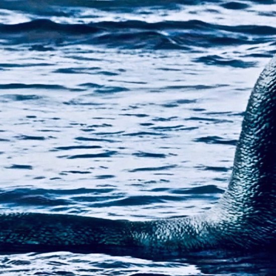 The Time a Team of Scientists Used "Sex Hormone Bait" to Catch the Loch Ness Monster