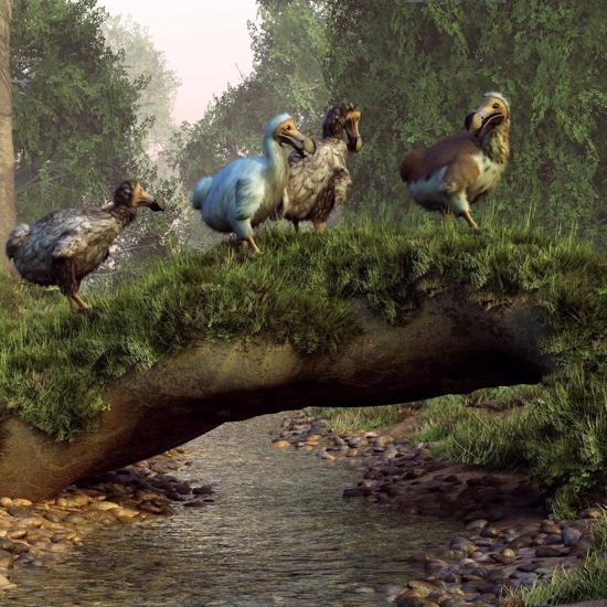 The Dodo May Be Back Soon - Genetic Engineering Company Secures Funding for De-Extinction