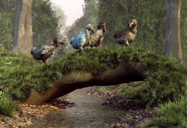 The Dodo May Be Back Soon - Genetic Engineering Company Secures Funding for De-Extinction