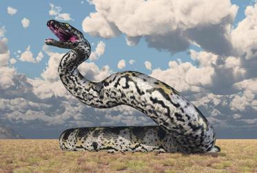Could These Monster-Sized Snakes Be Beaten? Probably Not! "Massive" is the Word!