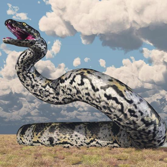 Could These Monster-Sized Snakes Be Beaten? Probably Not! "Massive" is the Word!
