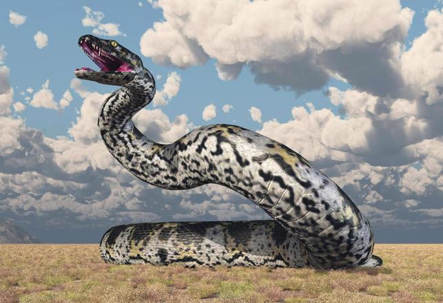 Could These Monster-Sized Snakes Be Beaten? Probably Not! "Massive" is the Word!