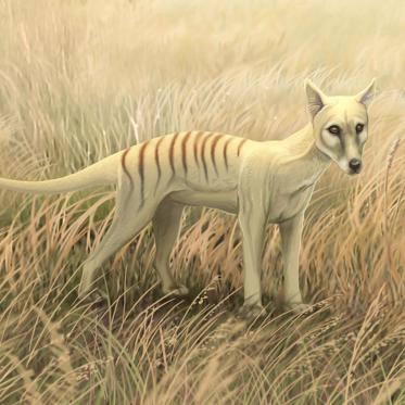 Study Shows Tasmanian Tigers Survived Until at Least the 1980s and Maybe the 2000s
