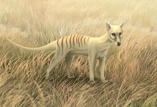 Study Shows Tasmanian Tigers Survived Until at Least the 1980s and Maybe the 2000s