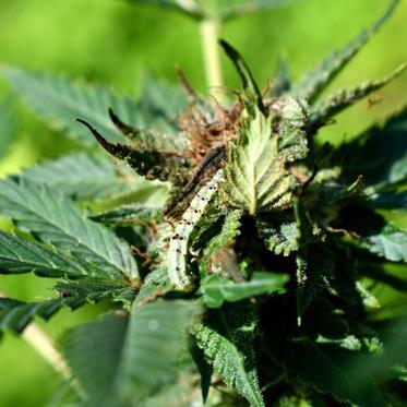 Worms Get the Munchies From Eating Cannabis